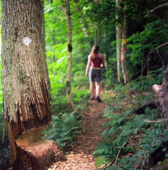 01_Cumberland Falls in June_ 2010.jpg